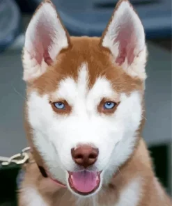 Blue Eyed Brown Husky Dog Diamond Painting