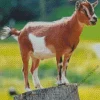 American Pygmy Goat Diamond Painting