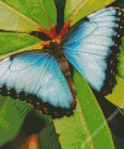 Blue And Black Butterfly Insect Diamond Painting