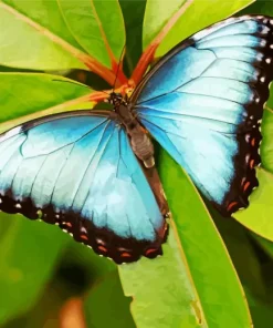 Blue And Black Butterfly Insect Diamond Painting
