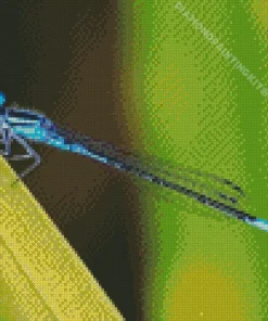Blue And Black Dragonfly Diamond Painting