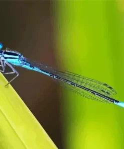 Blue And Black Dragonfly Diamond Painting