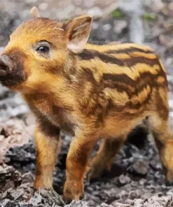 Boar Baby Diamond Painting