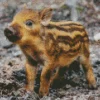 Boar Baby Diamond Painting