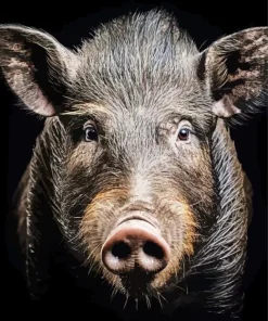 Boar Face Diamond Painting