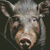 Boar Face Diamond Painting