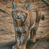 Bobcat Diamond Painting