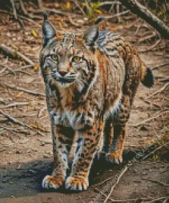 Bobcat Diamond Painting
