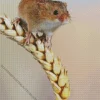 Eurasian Harvest Mouse Diamond Painting