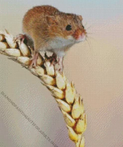 Eurasian Harvest Mouse Diamond Painting