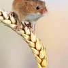 Eurasian Harvest Mouse Diamond Painting