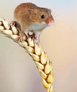 Eurasian Harvest Mouse Diamond Painting