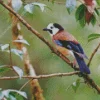 Eurasian Jay Bird Diamond Painting