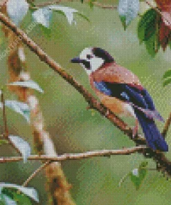 Eurasian Jay Bird Diamond Painting
