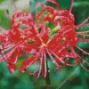 Red Spider Lily Diamond Painting