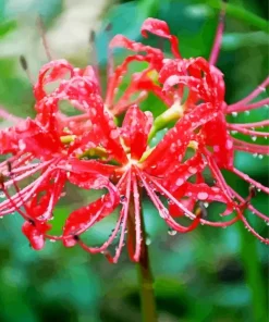 Red Spider Lily Diamond Painting