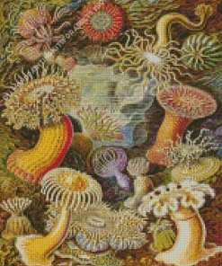 Actiniae By Ernst Haeckel Diamond Painting