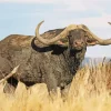 African Buffalo Diamond Painting