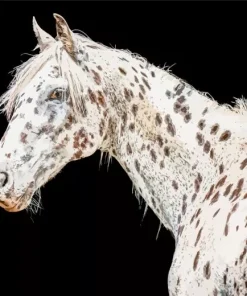 Appaloosa Leopard Diamond Painting