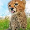 Cute Baby Cheetah Diamond Painting