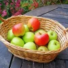 Basket Of Apples Diamond Painting