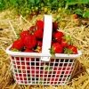 Basket Of Strawberries Diamond Painting