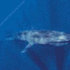 Big Blue Whale Diamond Painting