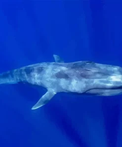 Big Blue Whale Diamond Painting