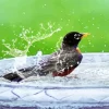 Bird Bath Diamond Painting
