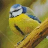 Bird Blue Tit Diamond Painting