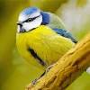 Bird Blue Tit Diamond Painting