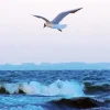 Bird Flying Over Ocean Diamond Painting
