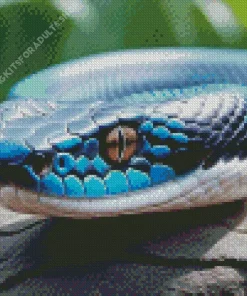 Black And Blue Snake Diamond Painting