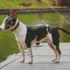 Black And Brown Bull Terrier Diamond Painting
