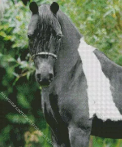 Black And White Pinto Horse Diamond Painting