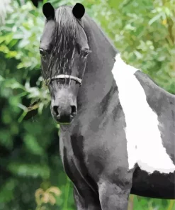 Black And White Pinto Horse Diamond Painting
