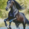 Black Arabian Horse Diamond Painting