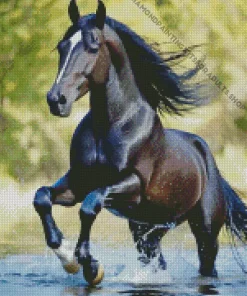 Black Arabian Horse Diamond Painting