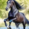 Black Arabian Horse Diamond Painting