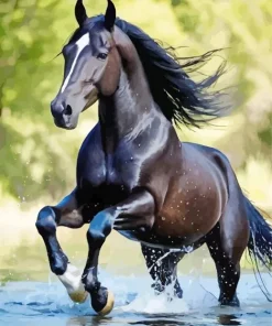 Black Arabian Horse Diamond Painting