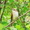 Black Billed Cuckoo Diamond Painting
