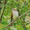 Black Billed Cuckoo Diamond Painting