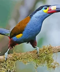 Black Billed Mountain Toucan Diamond Painting