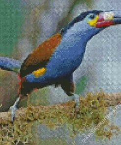 Black Billed Mountain Toucan Diamond Painting