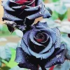 Black Roses Diamond Painting