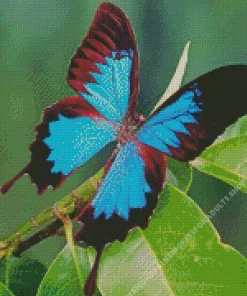 Blue And Black Butterfly Diamond Painting