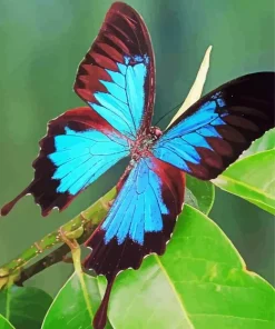 Blue And Black Butterfly Diamond Painting