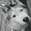Blue And Brown Eye Husky Diamond Painting