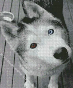 Blue And Brown Eye Husky Diamond Painting