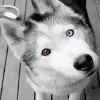 Blue And Brown Eye Husky Diamond Painting